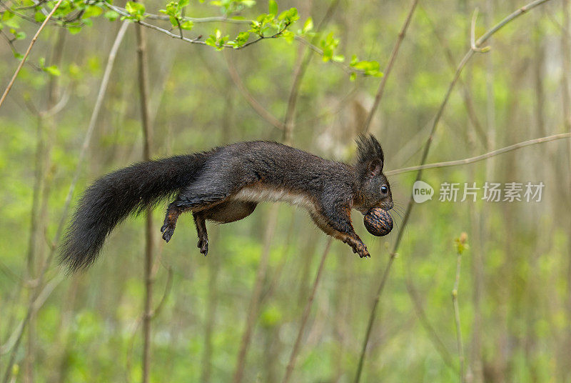 带胡桃的欧亚红松鼠(学名:Sciurus vulgaris)